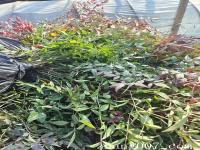私人庭院种植的南天竹多高合适_高度_价格_图片